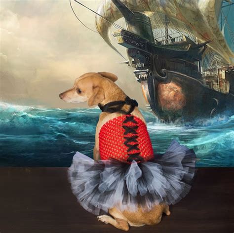 Pirate Dog Costume Pirate Dog Outfit Dog Pirate Tutu Dog - Etsy