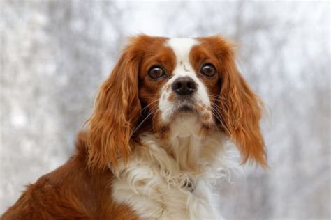 30 Low Maintenance Dogs - For Seniors & Beginners