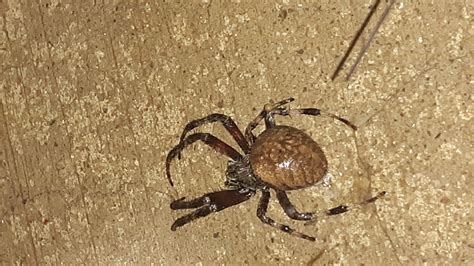 Unidentified Spider In Heber Springs Arkansas United States