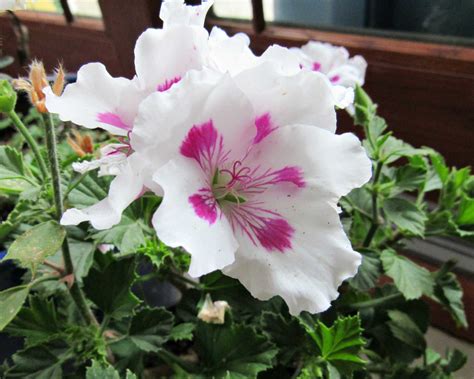 Martha Washington Geranium – Sunnyvale-Garden