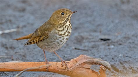 The Enchanter & the Hermit Thrush – Nature in Novato