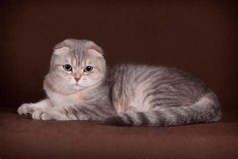 Scottish Fold and Straight cat - breed description | Foldlandia Cattery