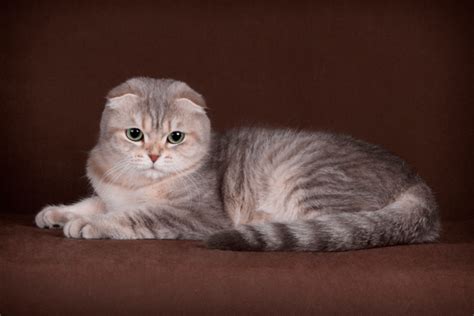 Scottish Fold And Straight Cat Breed Description Foldlandia Cattery