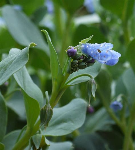 Mertensia Maritima Mike Ireland S Alpine Garden