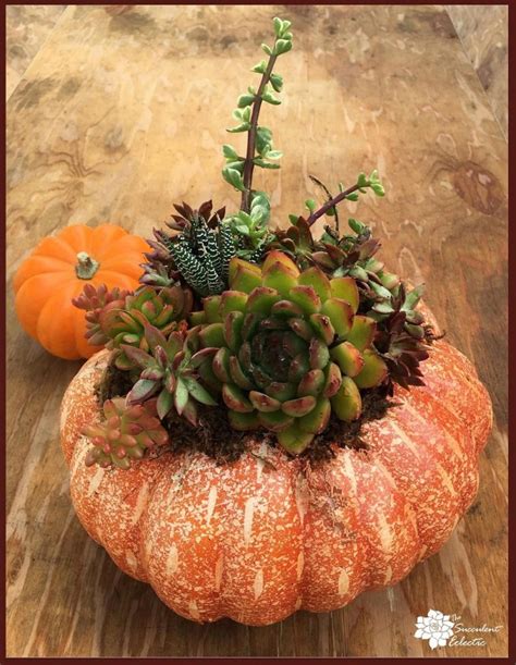 Diy Succulent Pumpkin No Carve No Glue Lasts For Months The