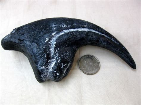 Replica Allosaurus Claw Fossils For Sale