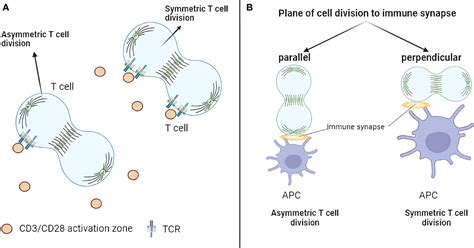 Frontiers Asymmetric T Cell Division Insights From Cutting Edge