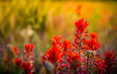 Top 20 Alberta Native Plants For Your Garden Shrubhub