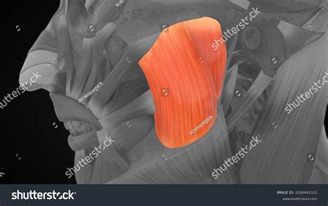 Masseter Superficial Anatomy 3d Illustration Stock Illustration 2100445312 Shutterstock