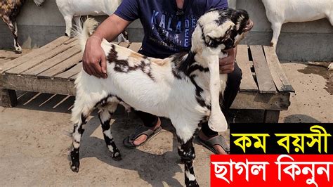 যাত্রাবাড়ি থেকে কম বয়সী উন্নত জাতের ছাগল কিনুন Goat Price 2023 Youtube