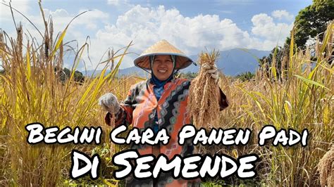 Begini Cara Panen Padi Di Sawah Semende Sawahsemende Alampedesaan