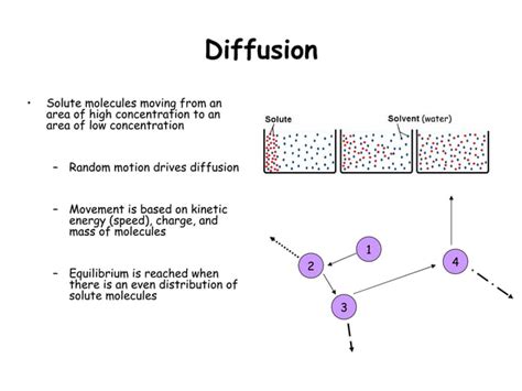 Ppt Diffusion And Osmosis Ppt