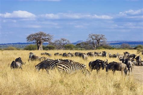 Herd of Zebra and Wildebeest Grazing in African Savanna Stock Photo ...