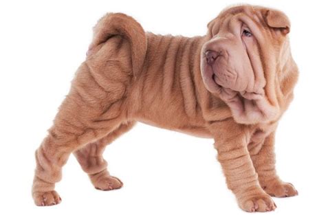 Chinese Shar Pei Temperament Atelier Yuwaciaojp