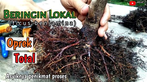 Bonsai Beringin Lokal Ficus Benjamina Update Oktober Youtube