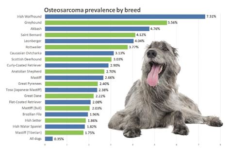 Terrierman's Daily Dose: Bone Cancer in Dogs