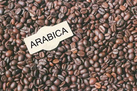 Arabica Seeds with Descriptions of Arabica Coffee Beans Stock Photo ...