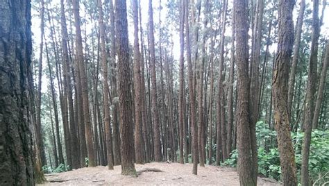 Vagamon Pine Forest - All You Need to Know BEFORE You Go - Updated 2020 ...