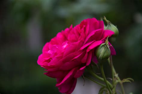 Wallpaper Red Blossom Ros Pink Flower Flora Blomma Ystad Exif