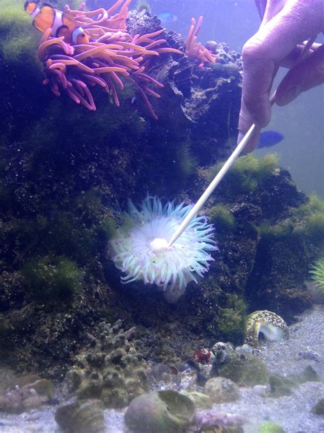 Bubble Tip Anemone Care 10 Steps With Pictures Instructables