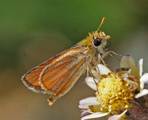 Southern Skipperling Gtm Research Reserve Butterfly Guide Inaturalist