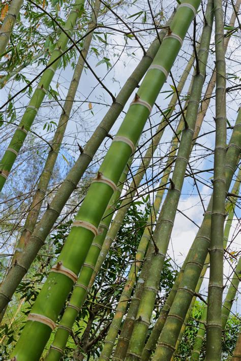 Iron Bamboo Carolina Bamboo Garden