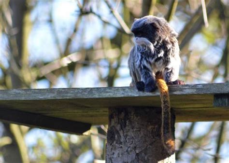Cute Emperor Tamarin Stock Photos Pictures And Royalty Free Images Istock