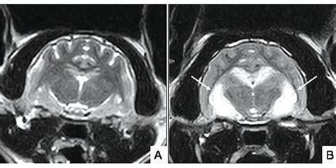 Kedilerde Epilepsi Nöbeti Lorisis