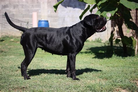 27+ European Cane Corso Breeders Image - Bleumoonproductions