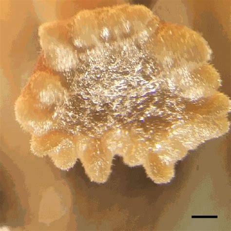 Fungi Has Sex Functional Molecular Genetic Analysis Of Sexual