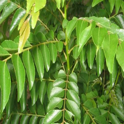 Curry Leaf Tree Origin And Its Nutritional Value Veggies Info Veggies Info