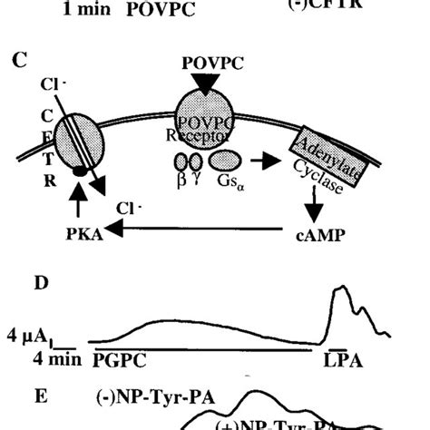 The Inhibitory Activity Of OxPAPC And POVPC Involves A PKA Mediated