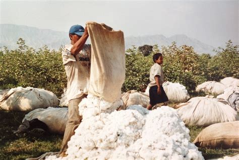 Pourquoi Mettre Des V Tements En Coton Bio Tendance Bio