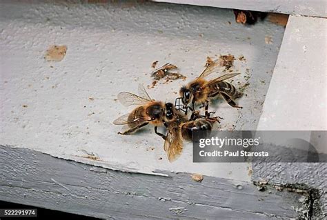 115 Dead Honey Bee Stock Photos High Res Pictures And Images Getty