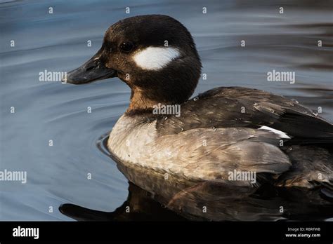 Female bufflehead duck up close Stock Photo - Alamy