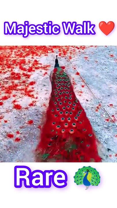 🦚 ️ Elegance In Motion The Red Peacocks Gentle Run Viral Red