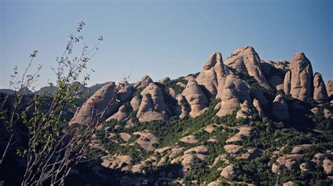 trees growing  rocky mountain  stock video  vecteezy