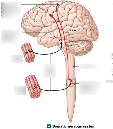 Somatic Nervous System Diagram Quizlet