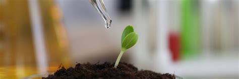 Premium Photo | Plant growing in greenhouse conditions