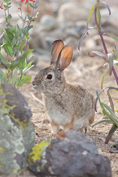 Desert Cottontail (Sylvilagus audubonii)