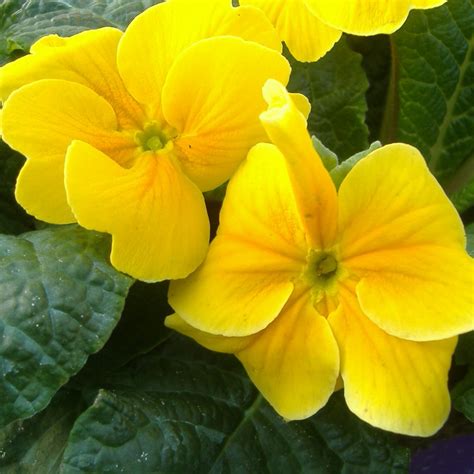 Primrose Yellow (4 Cell)