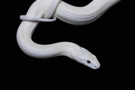 White Albino Snake