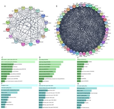 Protein Protein Interaction And Functional Enrichment Analysis Of