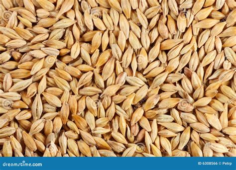 Barley Seed Close Up Stock Photo Image Of Barley Grain