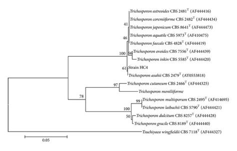 Phylogenetic Dendogram Data Showing The Taxonomic Location Of Strains