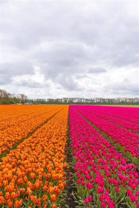 The best tulip fields in the Netherlands | Tulip fields, Tulips, Tulip ...