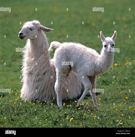 Llama Lama Glama Stock Photo Alamy