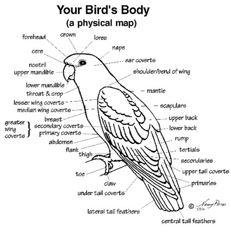 Anatomy South Bay Bird Society