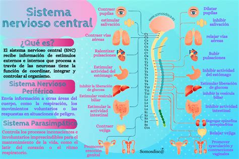 El Sistema Nervioso Apuntes El Sistema Nervioso El Principal Porn