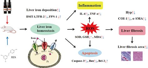 Resveratrol Ameliorates Iron Overload Induced Liver Fibrosis In Mice By Regulating Iron